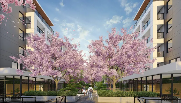 Artist’s rendering of the Kamilia courtyard with pink cherry blossoms, paths and planting between the buildings